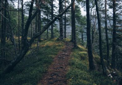 Загадки зеленых путей: Путешествие в дремучий лес с восторгом